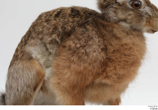 Hare  1 whole body 0003.jpg